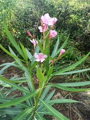 Nerium oleander