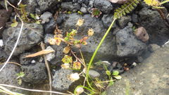 Arenaria norvegica