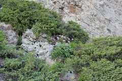 Juniperus communis hemisphaerica