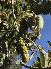 Phytolacca dioica