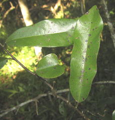 Monanthotaxis caffra