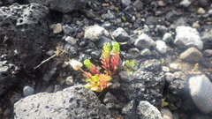 Arenaria norvegica