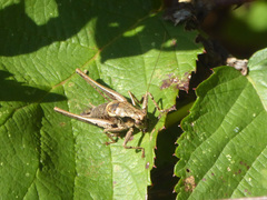 Pholidoptera griseoaptera