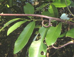 Monanthotaxis caffra