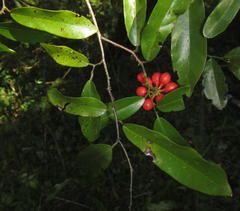 Monanthotaxis caffra