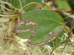 Phytomyza loewii