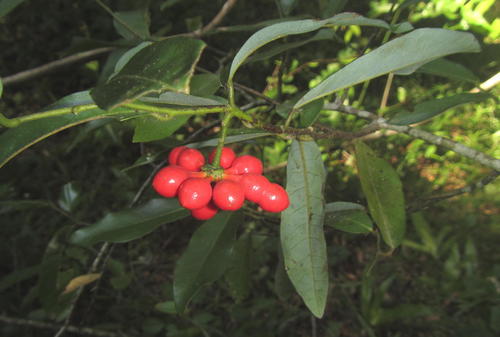 Guatteria