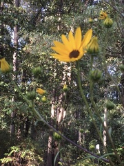Helianthus simulans