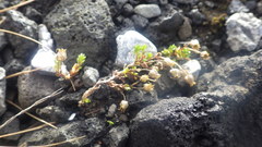 Arenaria norvegica