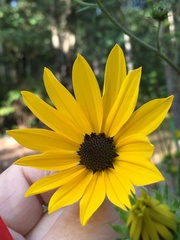 Helianthus simulans