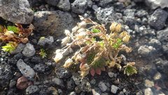 Arenaria norvegica