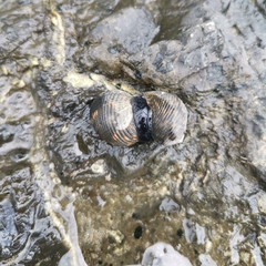 Nerita scabricosta