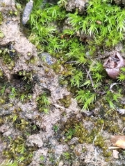 Ephemerum recurvifolium