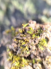 Ephemerum recurvifolium