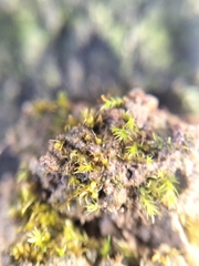 Ephemerum recurvifolium