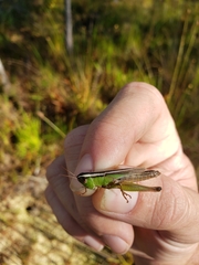Dichromorpha elegans