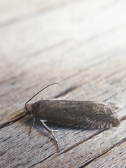 Grapholita tenebrosana
