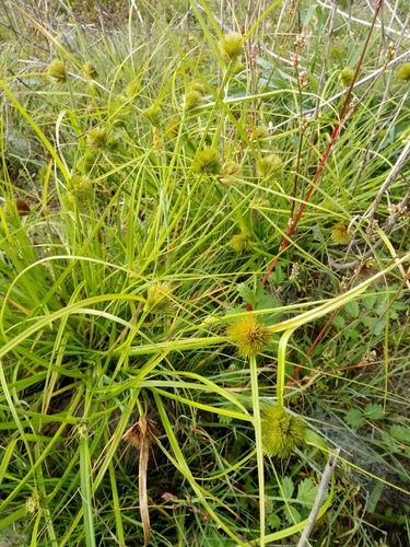 Image of Carex bohemica by (c) Vladimír Fuka, some rights reserved (CC BY)