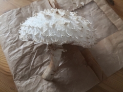 Leucoagaricus nympharum