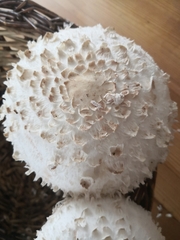 Leucoagaricus nympharum