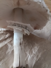 Leucoagaricus nympharum