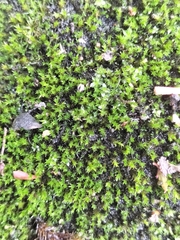 Vinealobryum nicholsonii