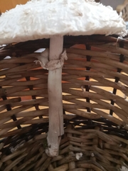 Leucoagaricus nympharum