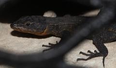 Ninurta coeruleopunctatus