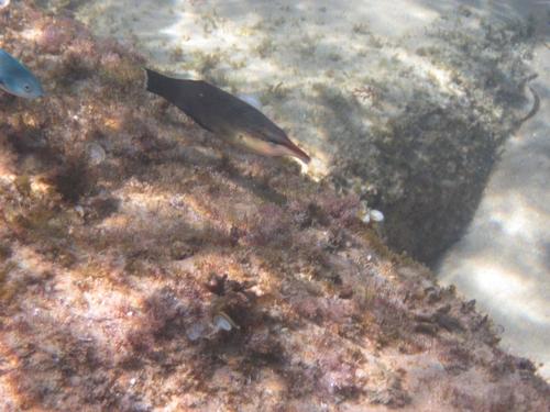 Gomphosus caeruleus