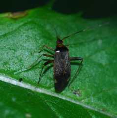 Adelphocoris triannulatus