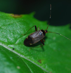 Adelphocoris triannulatus