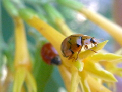 Mulsantina