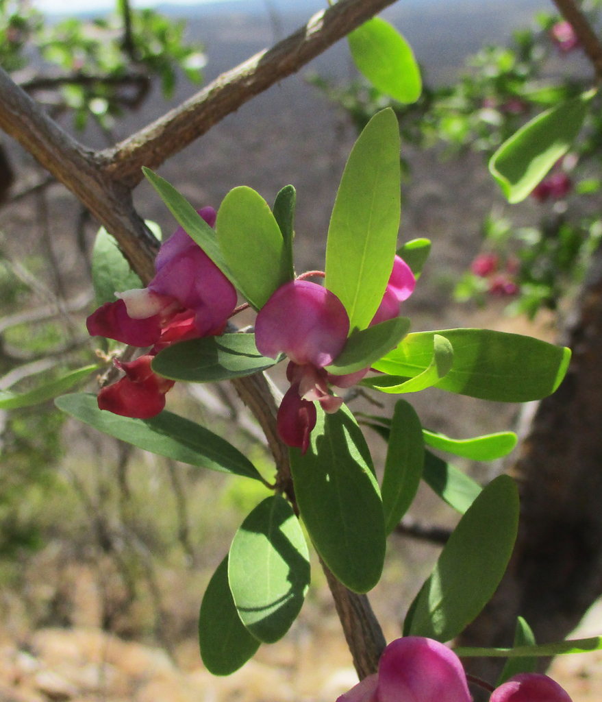 Securidaca longepedunculata (Securidaca longepedunculata)