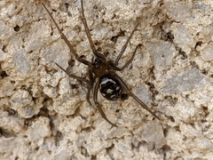 Steatoda grossa