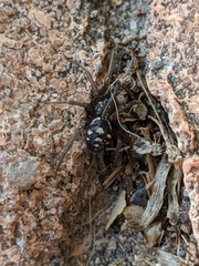 Steatoda grossa