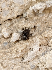 Steatoda grossa