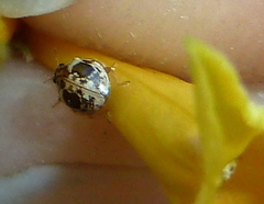 Psyllobora bicongregata