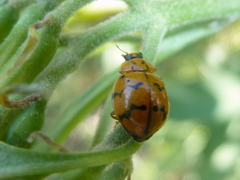 Mulsantina