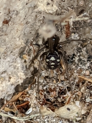 Steatoda grossa