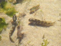 Omobranchus banditus