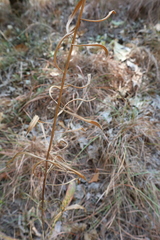 Liatris aspera