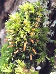 Orthotrichum stramineum