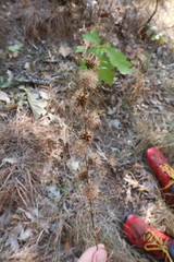 Liatris aspera