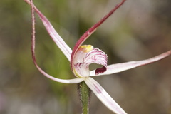Caladenia polychroma