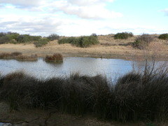 Salix mucronata