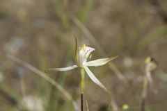 Caladenia × enigma