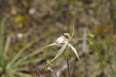 Caladenia × enigma