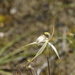 Caladenia × enigma - Photo (c) Dustyn and Catherine, alguns direitos reservados (CC BY-NC), uploaded by Dustyn and Catherine