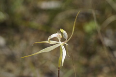 Caladenia × enigma