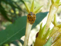 Mulsantina